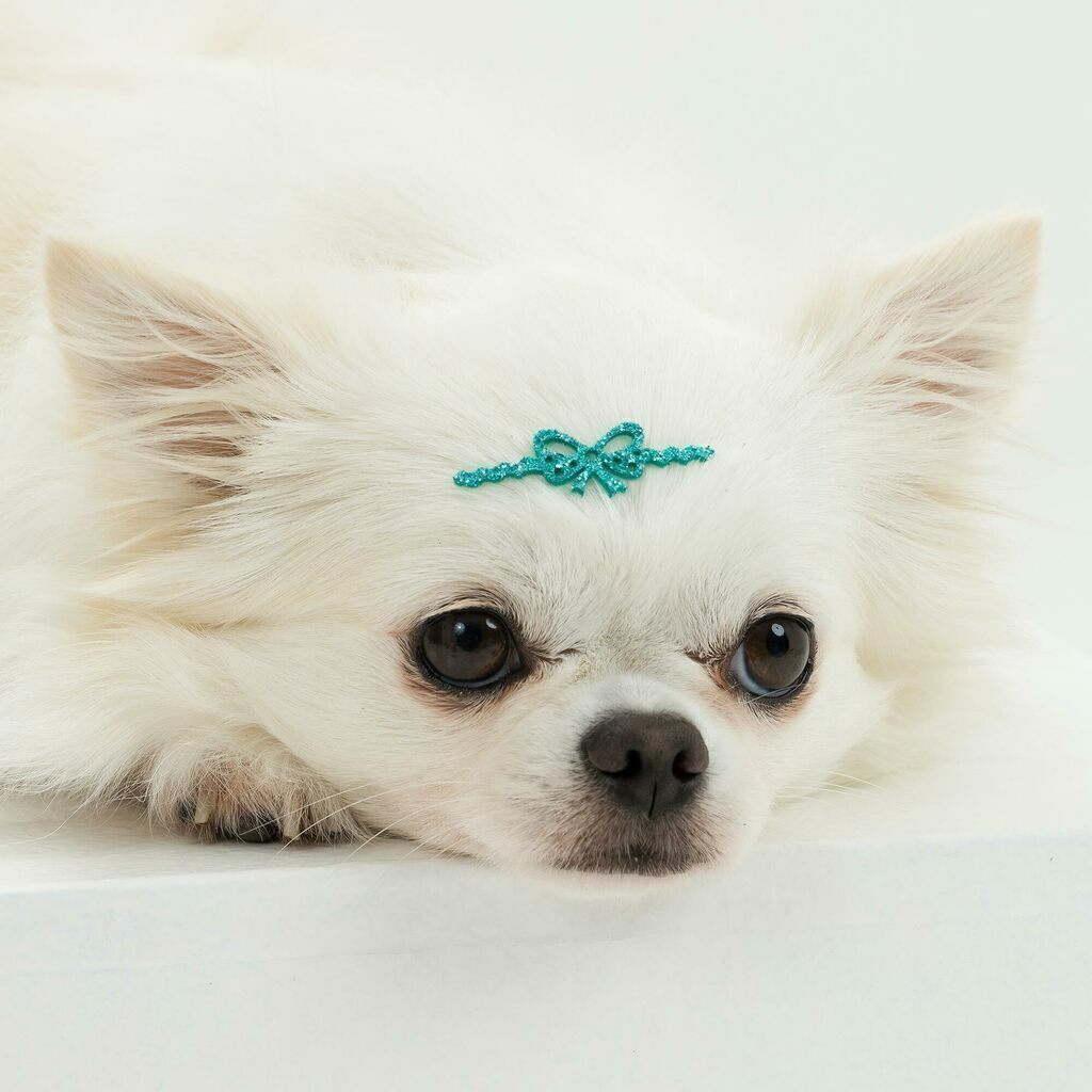 Adesivo Pet Tiara Laço (un)