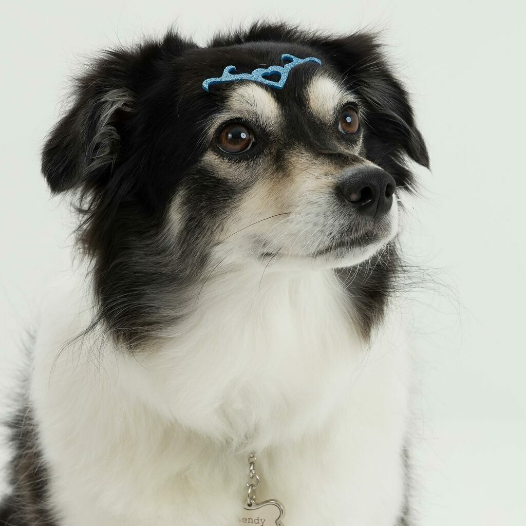 Adesivo Pet Tiara Malévola (un)